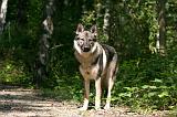 CHIEN-LOUP TCHEQUE 277